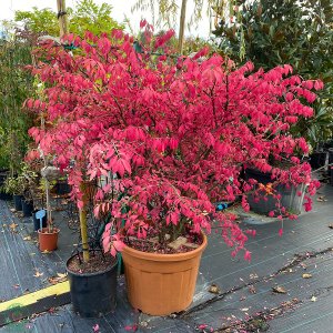 Bršlen krídlatý (Euonymus Alatus) - výška 100-125 cm, kont. C70L 